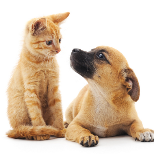 The Lifecycle of Fleas and Ticks: Why Missing One Dose Can Restart an Infestation