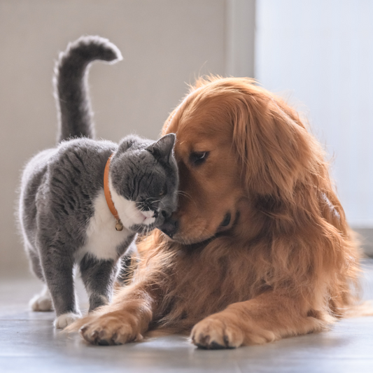 Fleas, Ticks and Worms in Puppies and Kittens: What New Pet Parents Need to Know