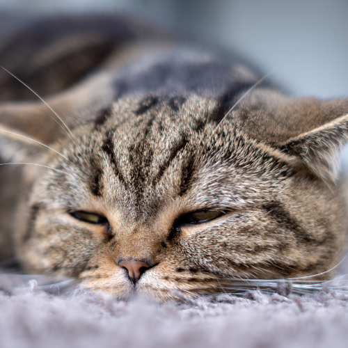 The Great Outdoors: A Double-Edged Sword for Your Cat's Health