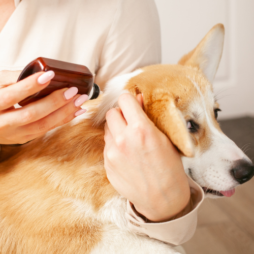 Flea Treatment for Puppies and Kittens: What You Need to Know