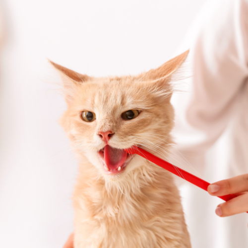 Understanding Different Types of Worms in Cats: A Comprehensive Guide