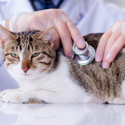 Keeping Your Cat Happy and Healthy: A Guide to Hygiene, Environment, and Prevention