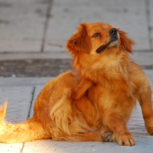 The Dangers of Fleas: Health Risks and Why Prevention Is Crucial