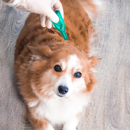 The Psychological Toll of Fleas: How Infestations Affect Your Pet's Well-Being