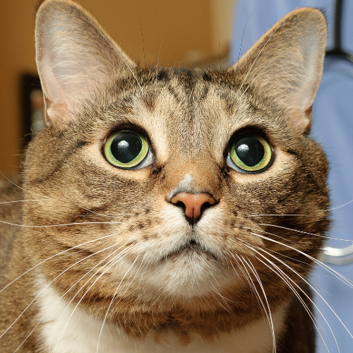 Worm Treatment Myths Debunked: The Truth About Treating Worms in Cats