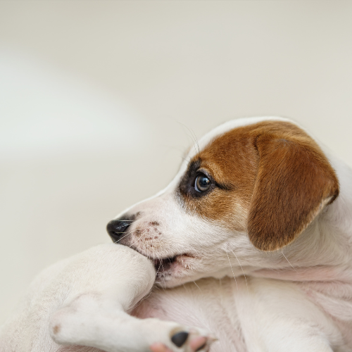 Flea Season Survival Guide: Year-Round Protection Tips