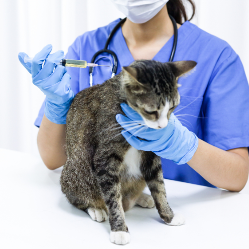 The Lifecycle of Common Cat Worms and Why It Matters