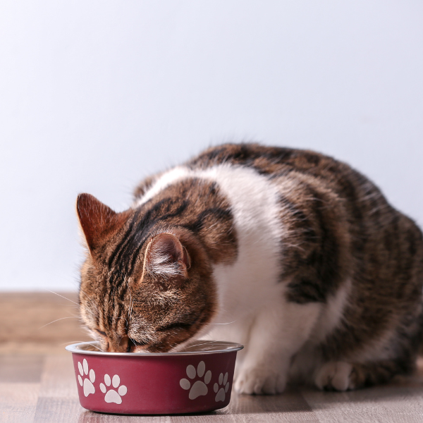 The Connection Between Diet and Worm Prevention in Pets