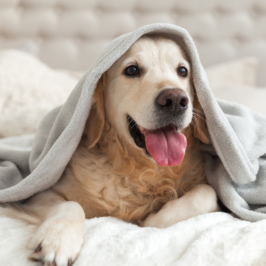 Understanding the Impact of Seasonal Changes on Worm Infestations in Pets