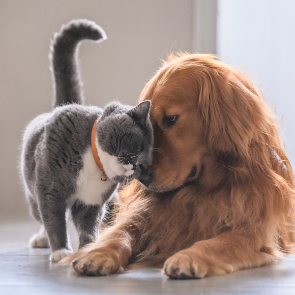 Indoor Pets and Worms – Are They Really Safe from Infestation?