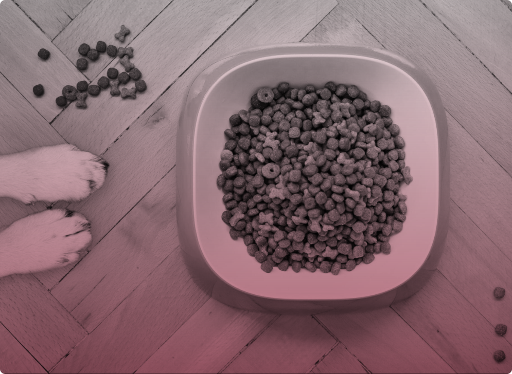 How to Choose the Best Dry Food for Dogs Scriptly