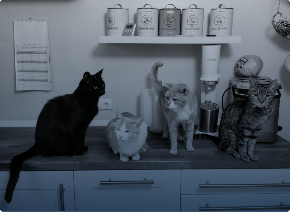 Which breed of cat is best for me? Scriptly