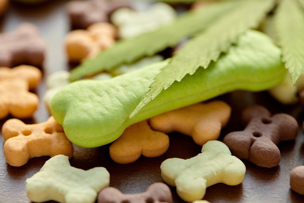 Natural Alternatives to Medication for Dogs: How to Keep Your Pet Healthy