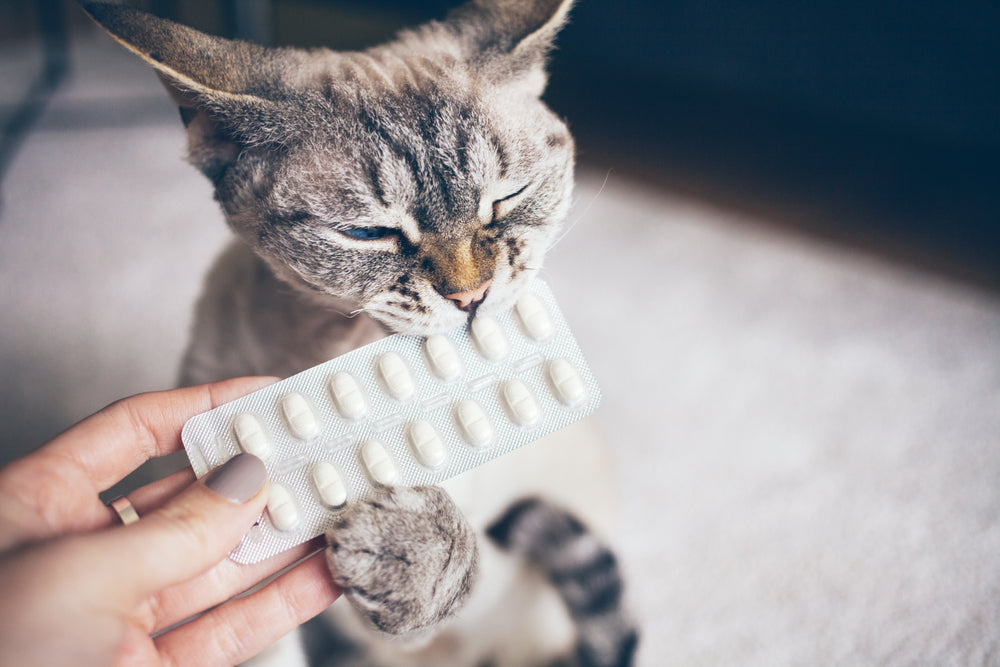 The Importance of Giving Medication as Prescribed to Your Cat