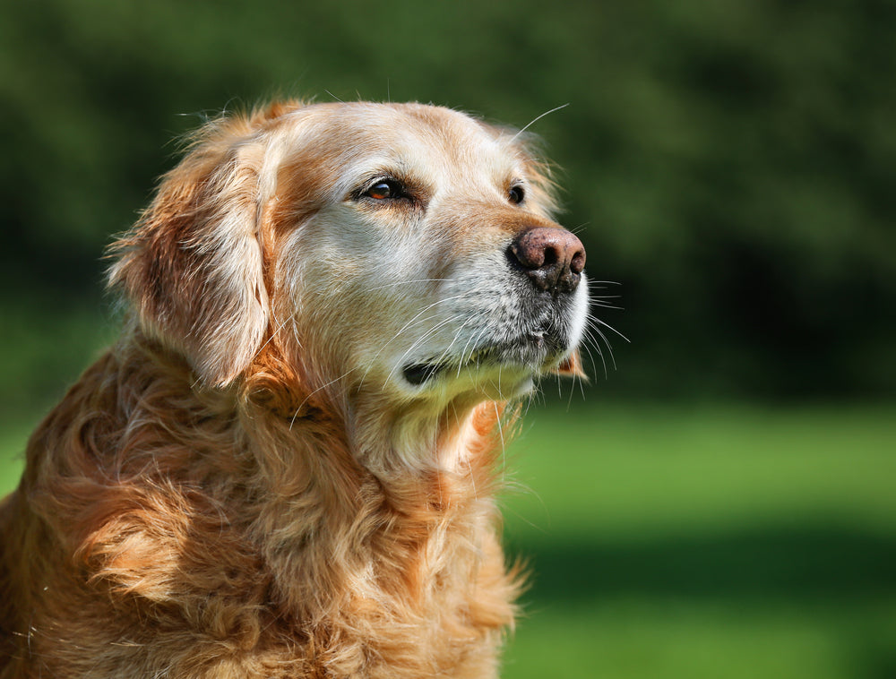 The Importance of Medicating Your Senior Dog: What You Need to Know