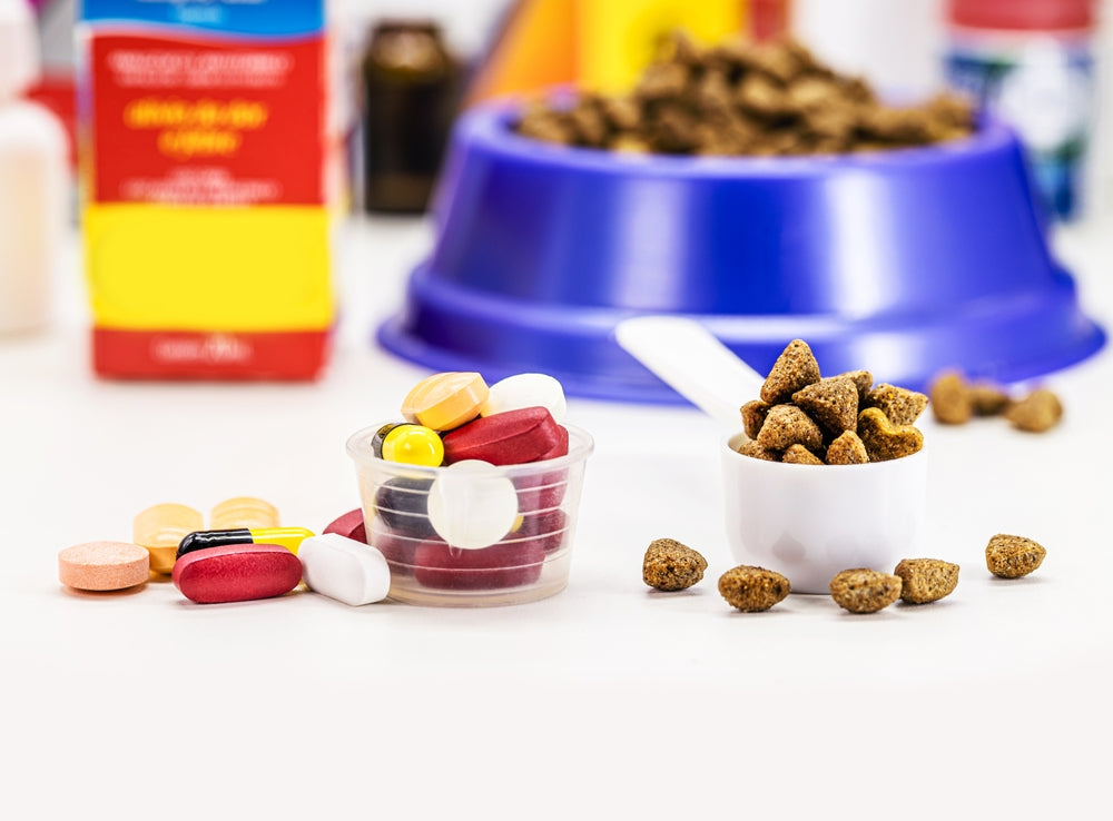 The Top 5 Common Medications for Dogs