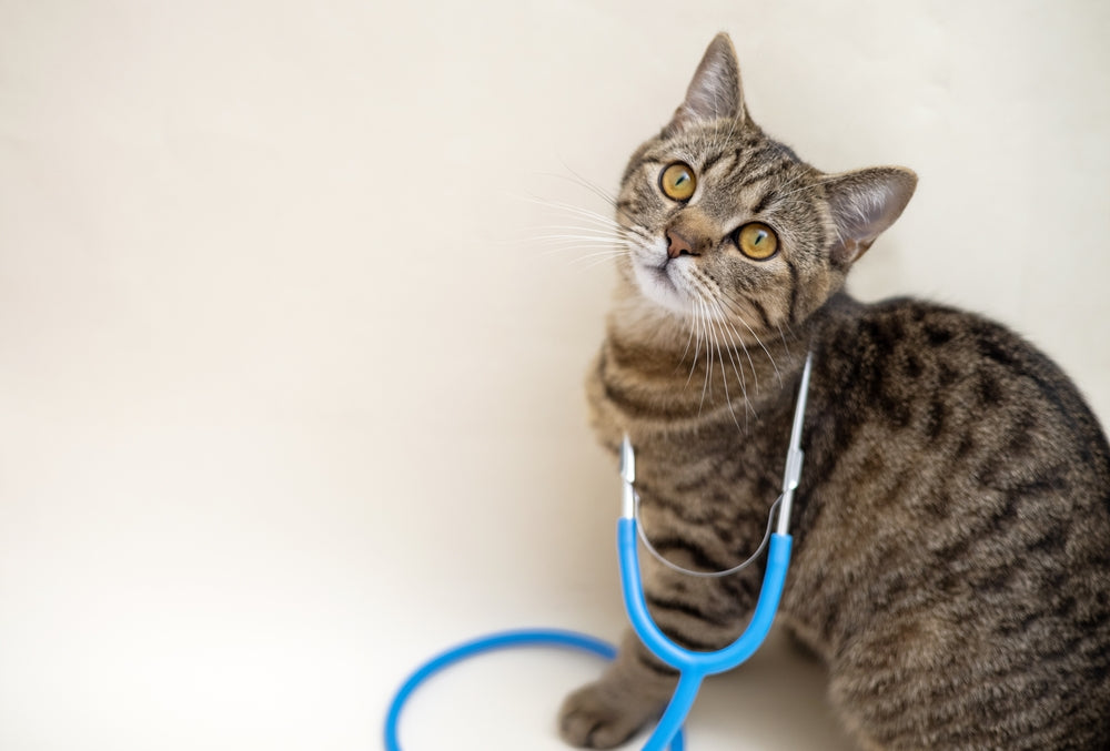 common illnesses in cats