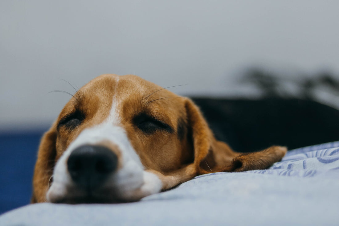 A brown and white dog resting its head on a bed