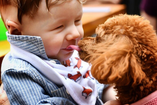 A child having his face licked by a fluffy dog.