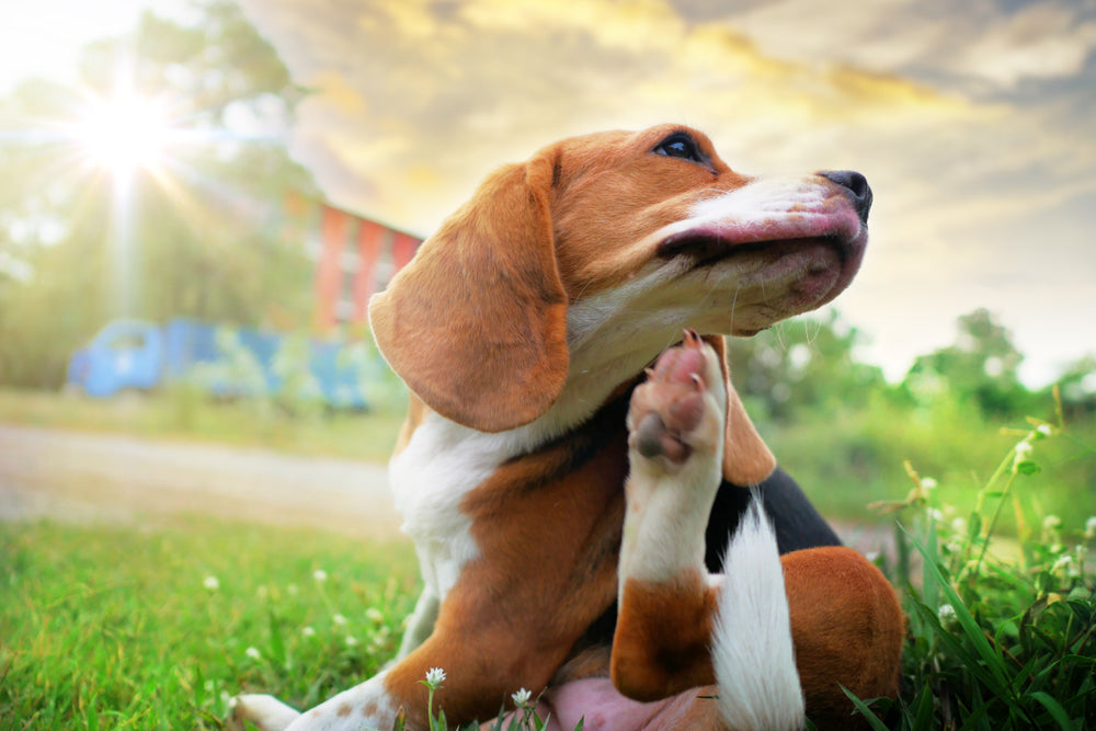 Spotlight on Flea Collars: Are They Worth the Hype?