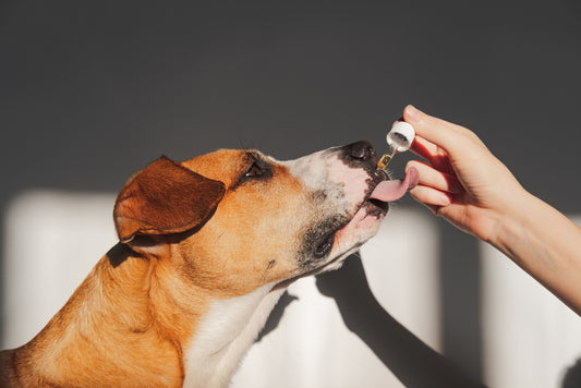 The Impact of Proper Nutrition on the Effectiveness of Dog Medications