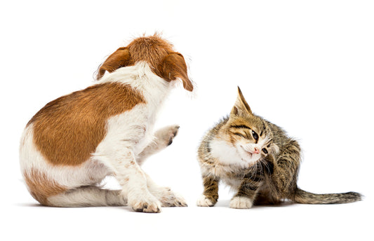 The Ultimate Guide to Flea Prevention for Your Furry Friends