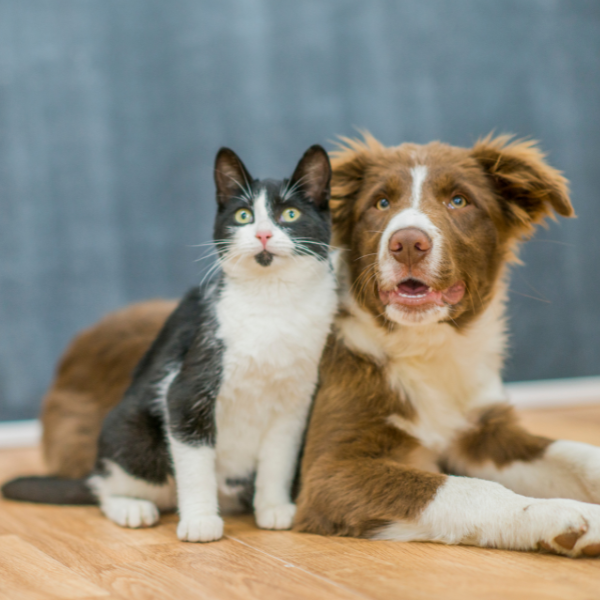 Can You Combine Worm, Flea, and Tick Treatments? A Pet Owner’s Guide to Safe Parasite Protection