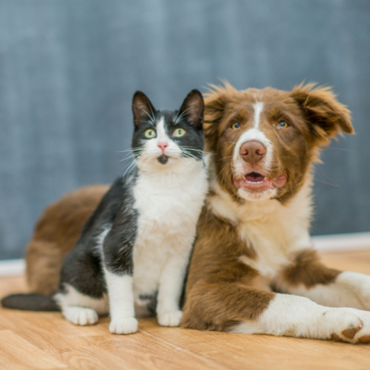 Can You Combine Worm, Flea, and Tick Treatments? A Pet Owner’s Guide to Safe Parasite Protection