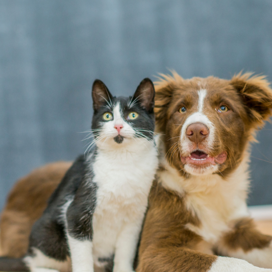 Multi-Pet Households and Parasite Control: How to Keep Everyone Protected