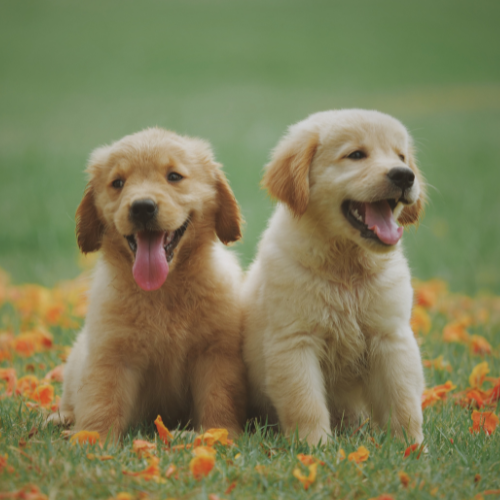 Protecting Your Puppy: The Impact of Worms and Early Prevention Strategies