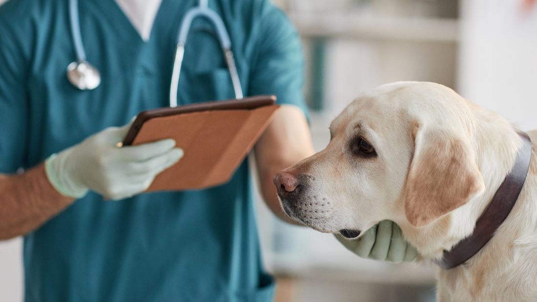 Expert Insights on Worm Treatment for Dogs: An Interview with Veterinarian Dr. Mark Johnson