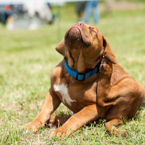 Natural vs. Chemical Flea Treatments: Pros and Cons