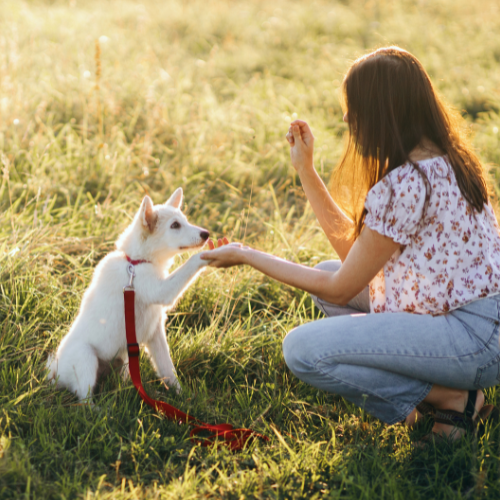 The Hidden Dangers of Worm Infestations: How Worms Can Affect Your Dog’s Behavior