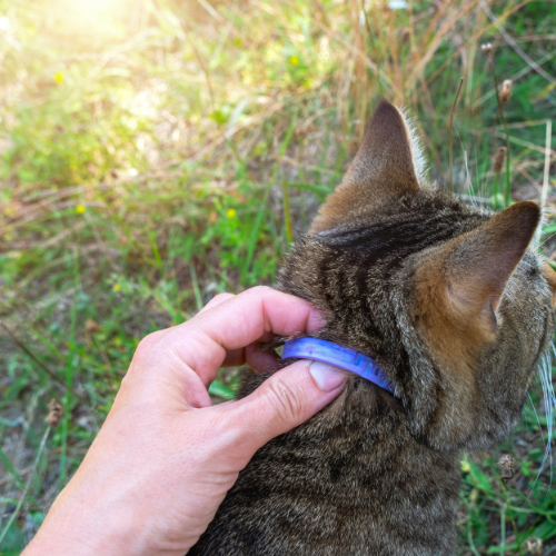 Fleas and Your Outdoor Adventures: Keeping Pets Safe on Hikes and Campouts