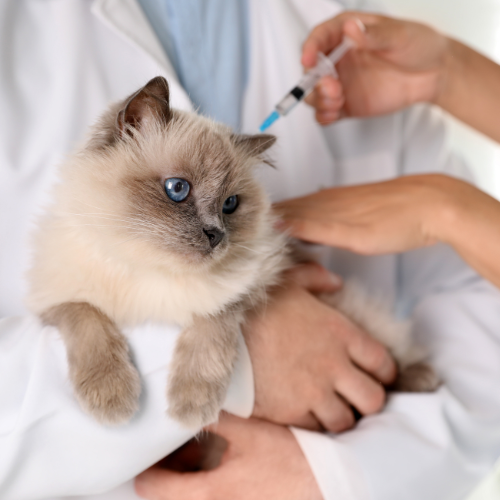 The Importance of Regular Deworming for Cats: Safeguarding Feline Health