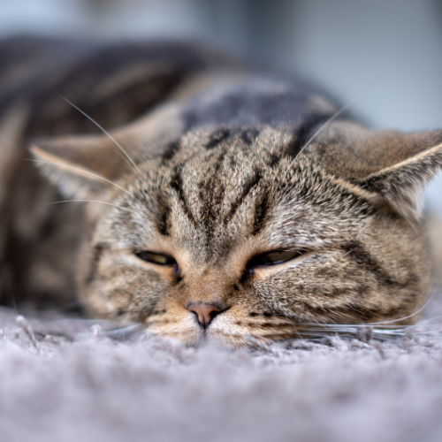 Case Studies: Successful Worm Treatment in Cats