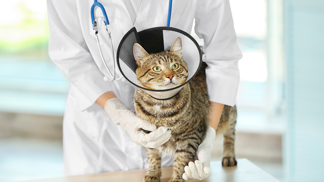 Expert Insights on Worm Treatment for Cats: An Interview with Veterinarian Dr. Emily Grant