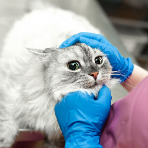 How to Spot Worm Infestation in Cats: Identifying Symptoms of Parasitic Infections