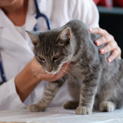 What Every Cat Owner Should Know About Worms and Overall Health