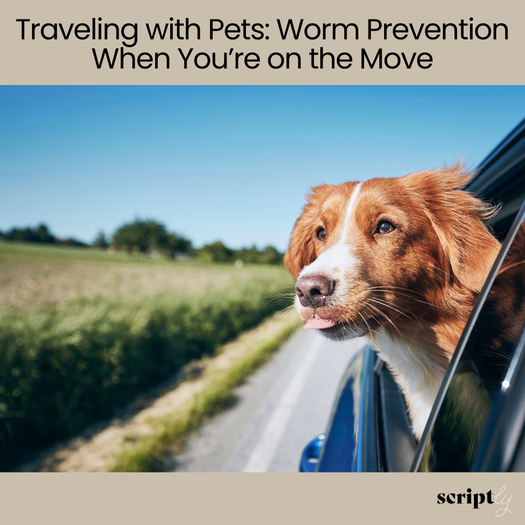 Traveling with Pets: Worm Prevention When You’re on the Move