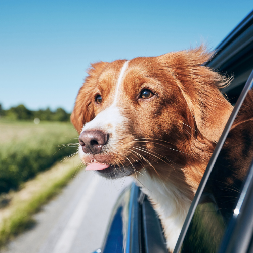 Traveling with Pets: How to Protect Your Furry Friend from Worms on the Go