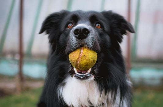 Black and white dog with an old tennis ball in its mouth