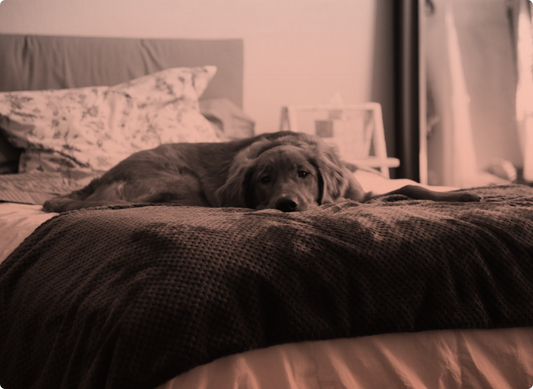 Dog laying on its owners bed