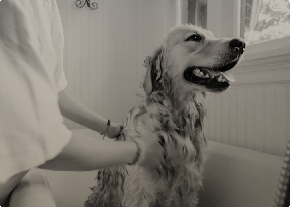 How often should you wash your dog?