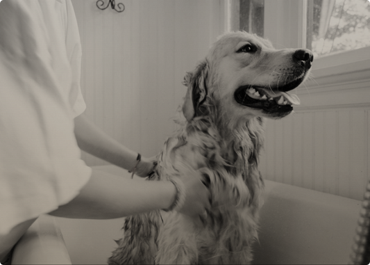 How often should you wash your dog?