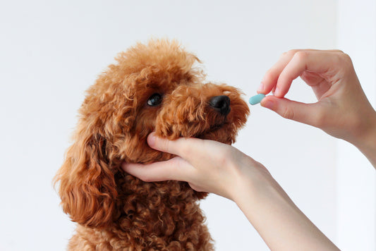 Medicating Your Anxious Dog: Tips and Tricks for Success