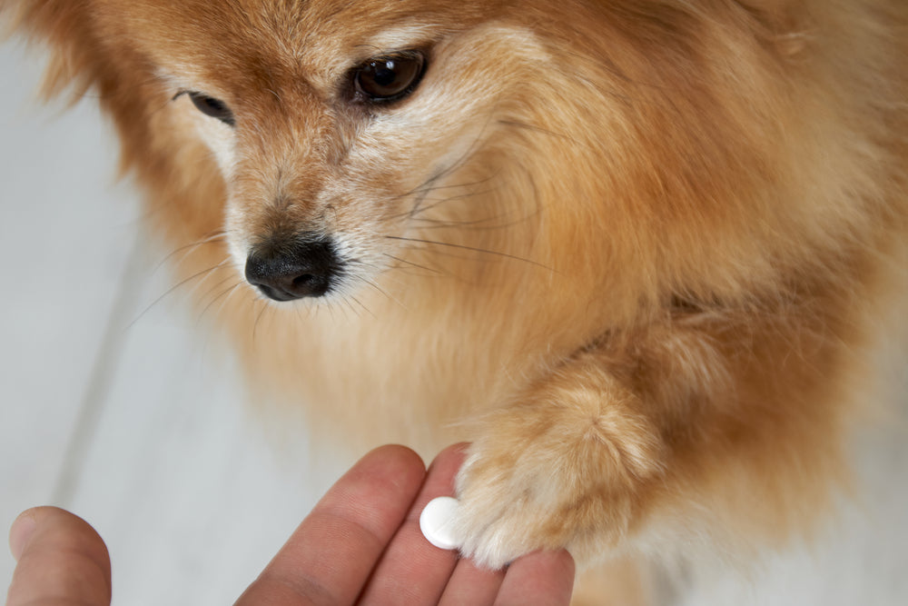 The Benefits of Using an Online Pet Pharmacy in Australia