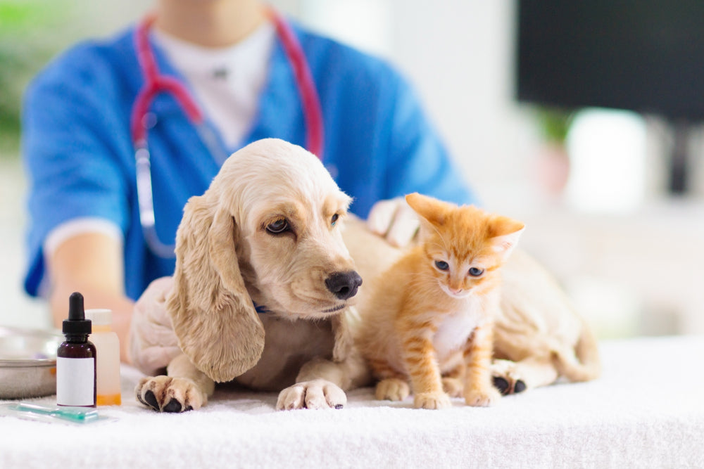 The importance of regular pet check-ups and medication