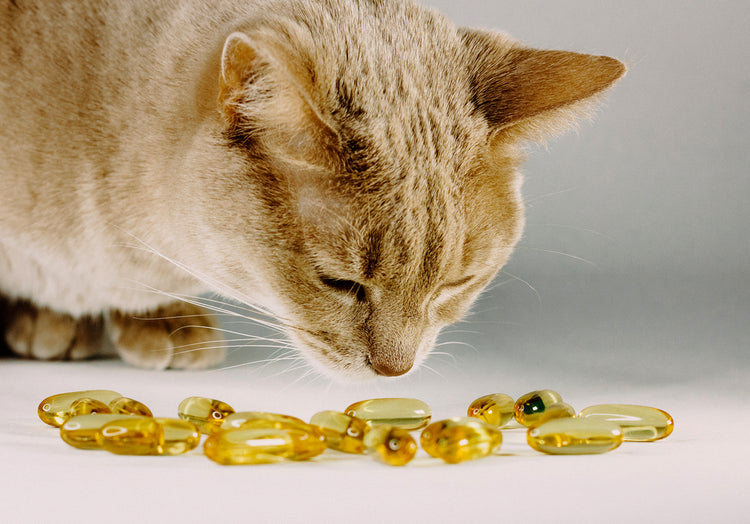 Understanding the Regulations and Safety Measures of Online Pet Pharma