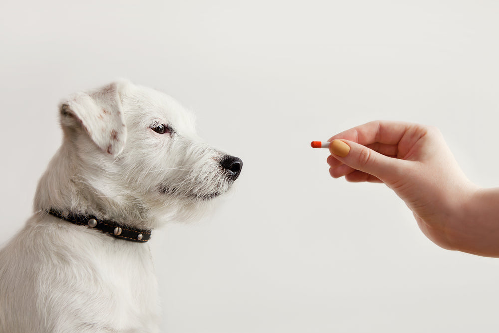 Understanding the Side Effects of Pet Medications